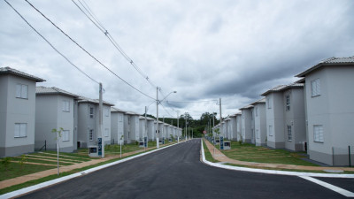 Macaque in the trees