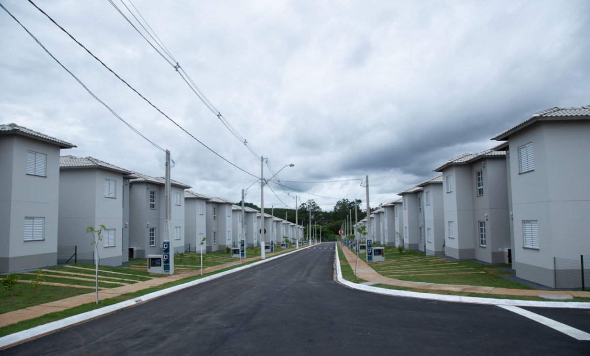 Macaque in the trees