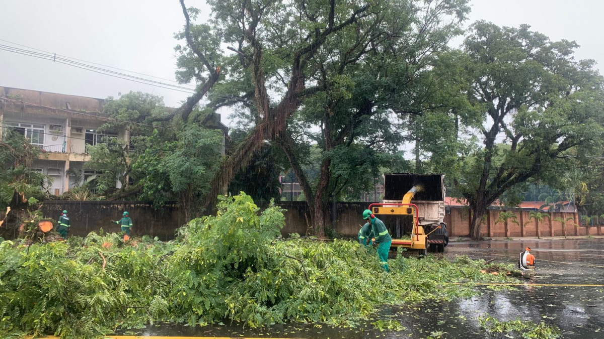 Piracicaba contrata empresa para poda de &aacute;rvores com dispensa de licita&ccedil;&atilde;o