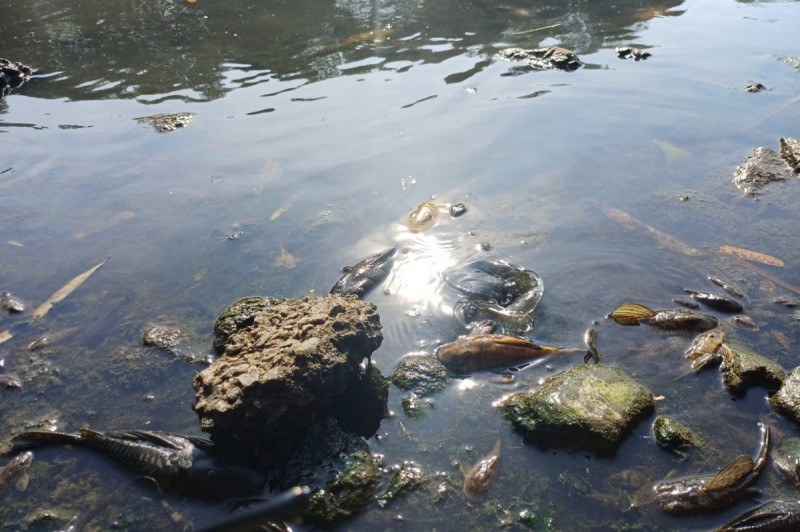 Desastre ambiental ocorreu em jlho de 2024