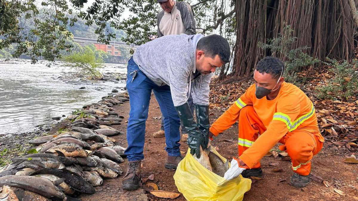 Retirada de peixes mortos do Rio Piracicaba