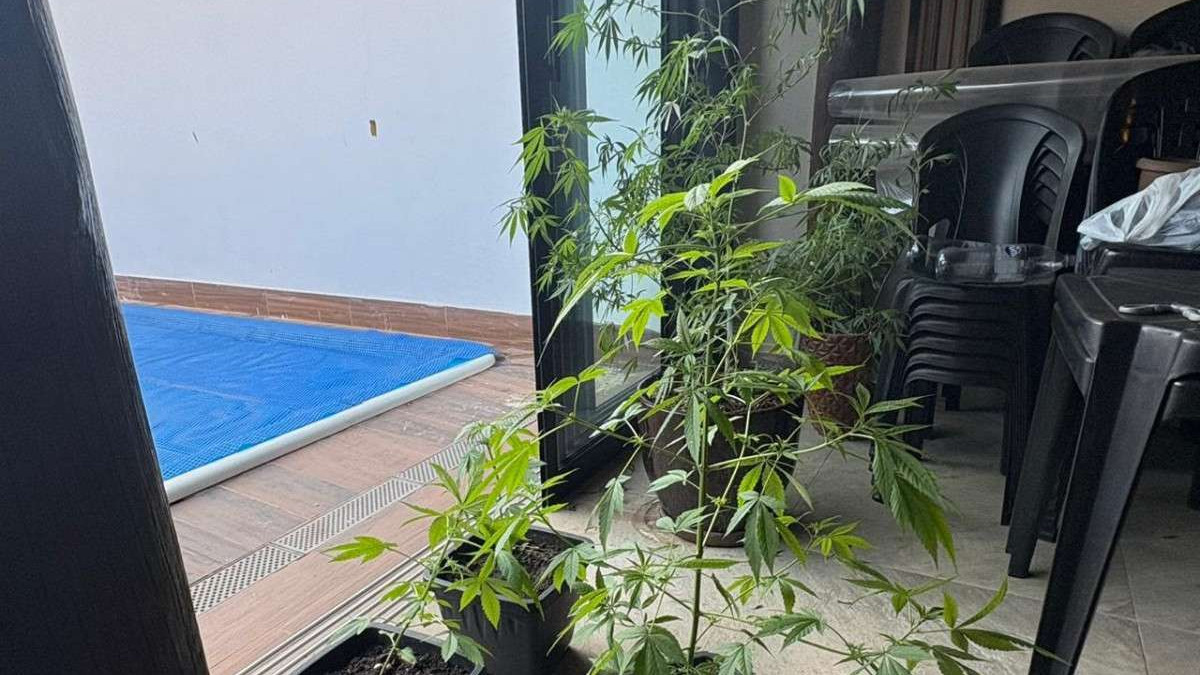 P&eacute;s de maconha em casa alvo de mandados cumpridos pelo Gaeco e Baep