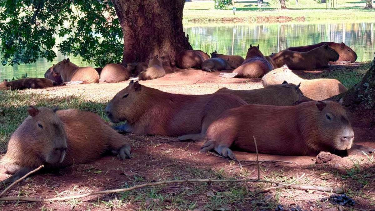 Cerca de 50 animais vivem na regi&atilde;o da Rua do Porto