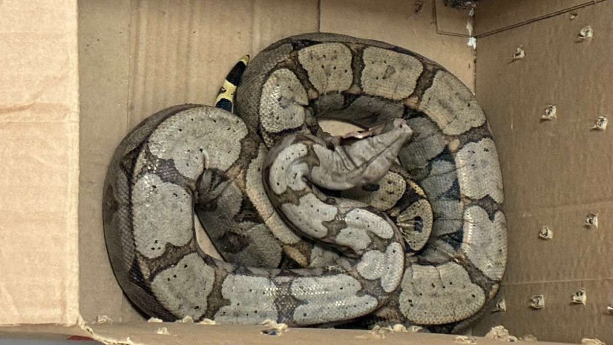 Cobra &eacute; apreendida em apartamento na Vila S&ocirc;nia